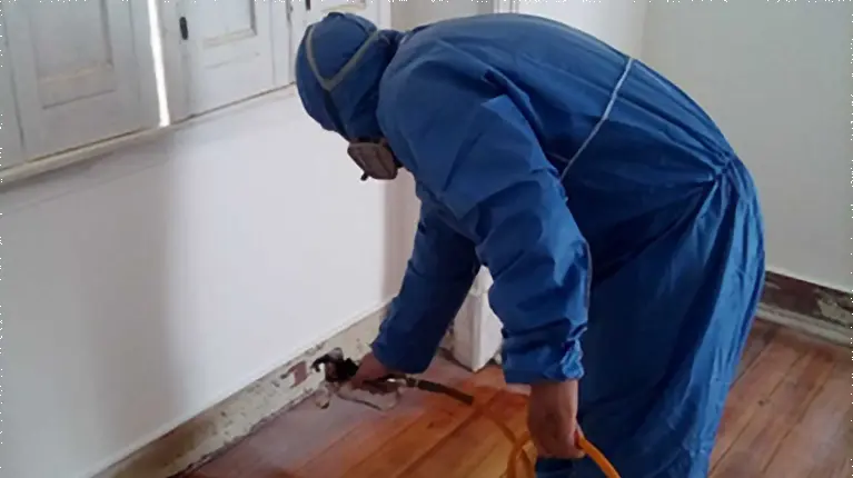 Técnico Doutor Pragas em tratamento de térmitas em rodapé de madeira